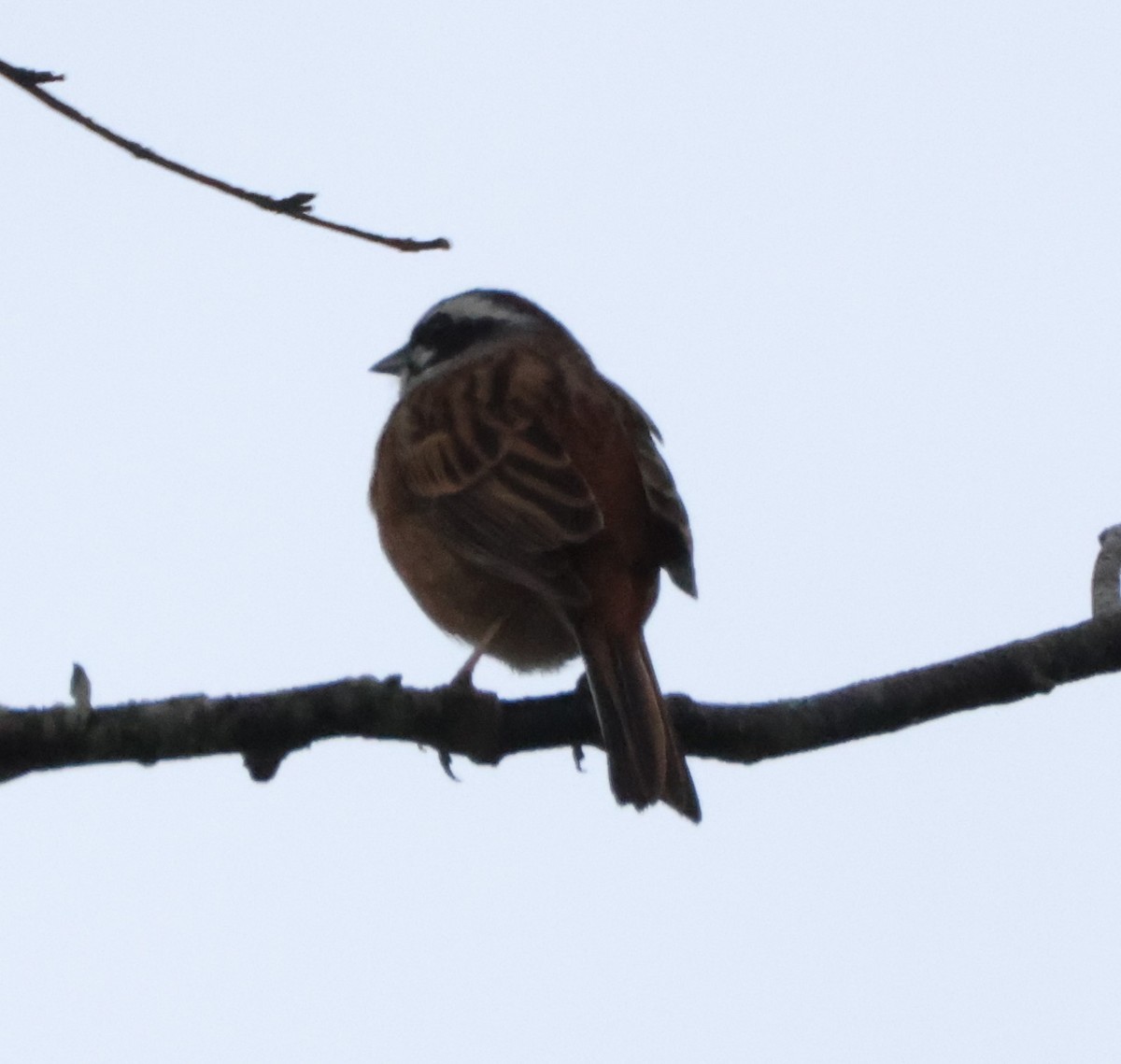 Meadow Bunting - ML619421268