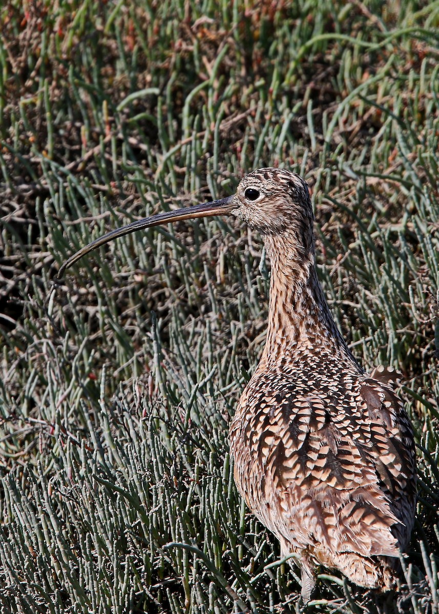 Long-billed Curlew - William Clark