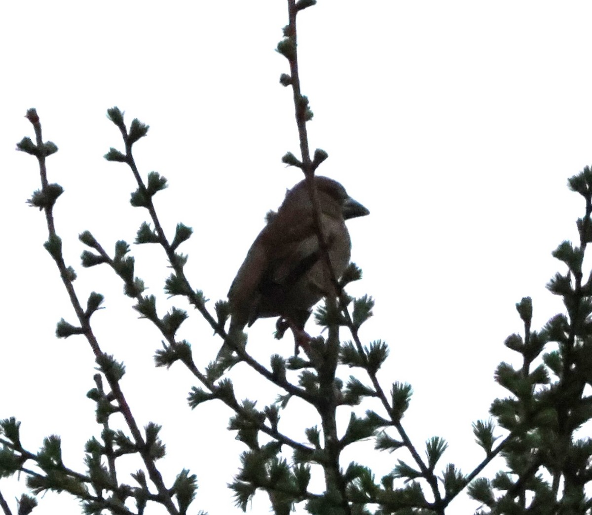 Hawfinch - ML619421283