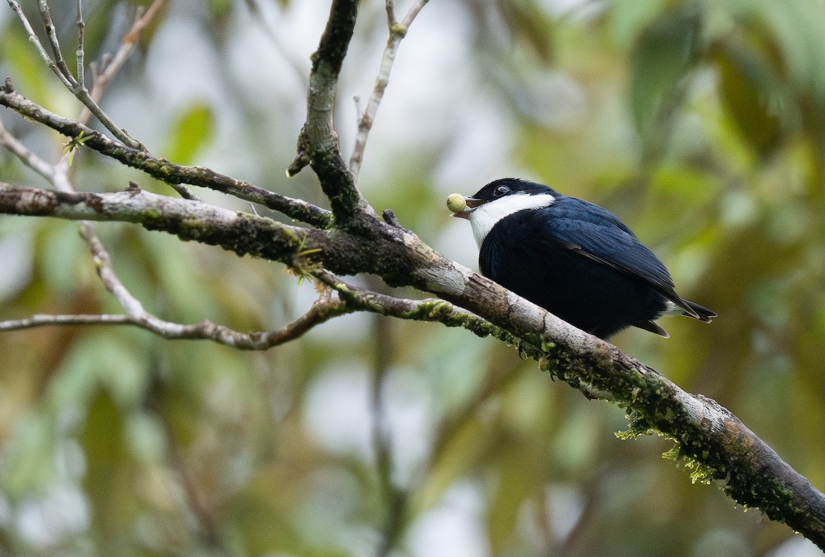 White-ruffed Manakin - Forest Botial-Jarvis