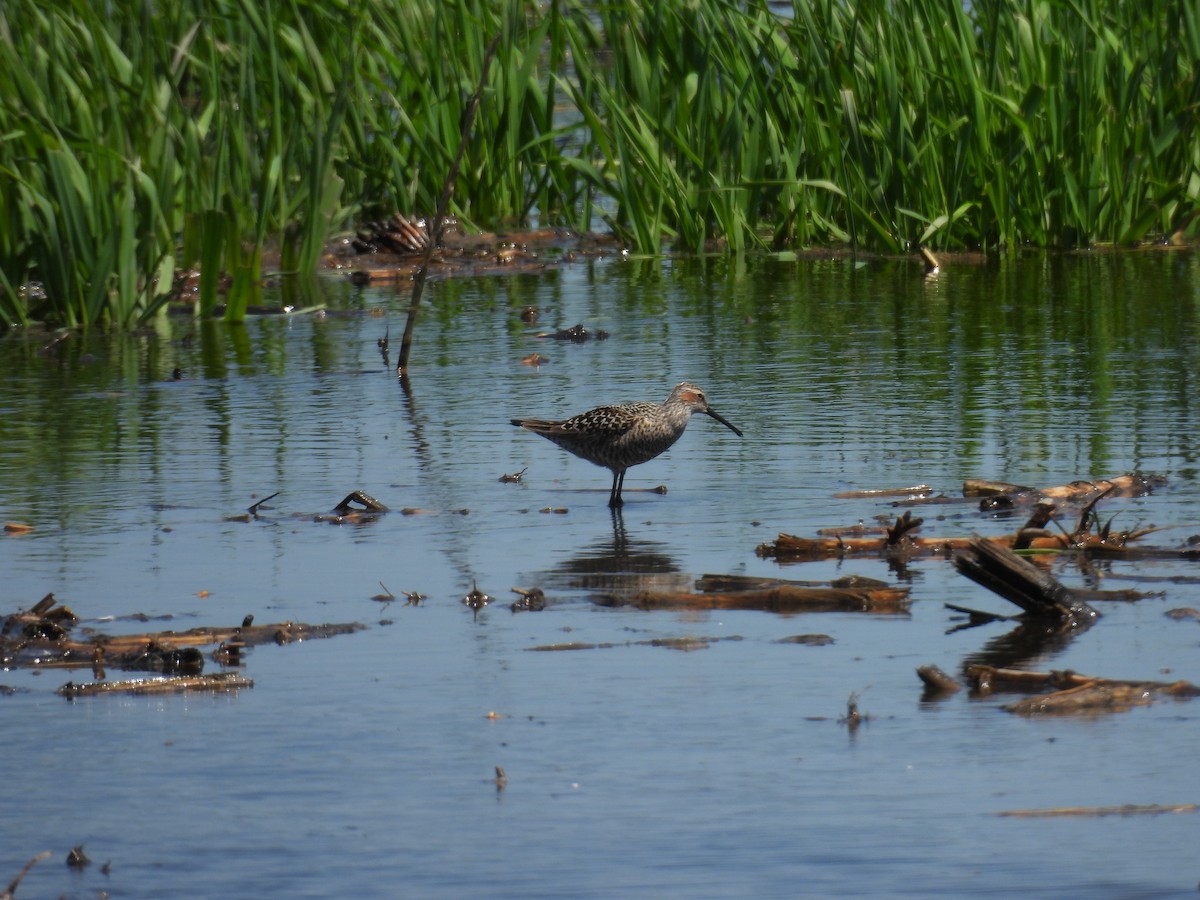 Stilt Sandpiper - Aiden Saari