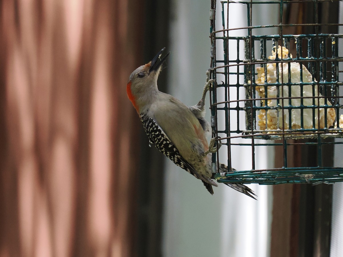 Red-bellied Woodpecker - Robert Rackliffe