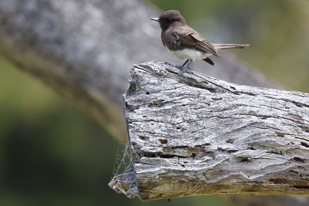 Black Phoebe - Tommy Quarles