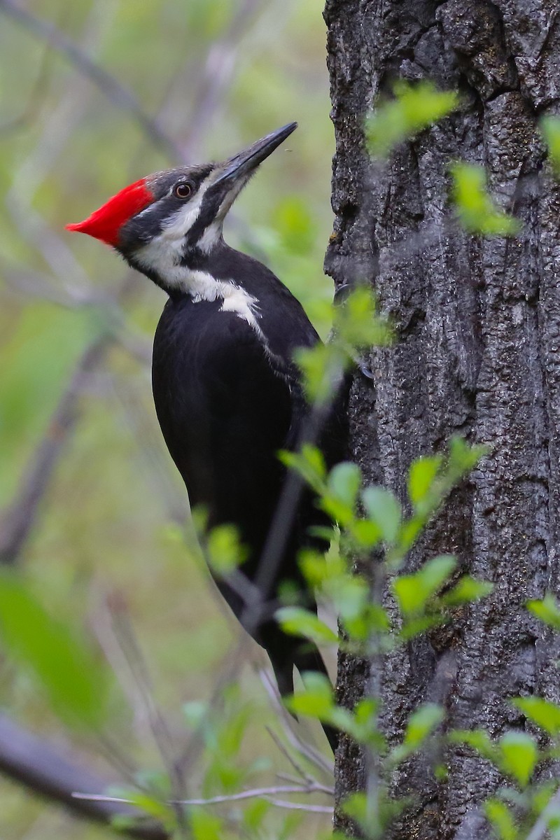 Pileated Woodpecker - Douglas Faulder