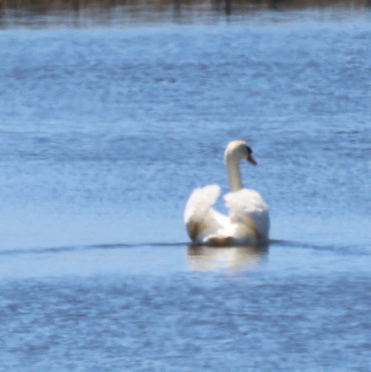 Mute Swan - burton balkind