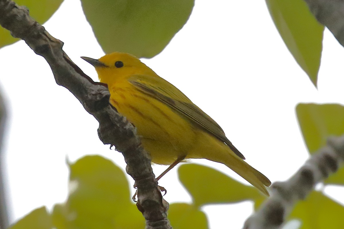 Yellow Warbler - Douglas Faulder