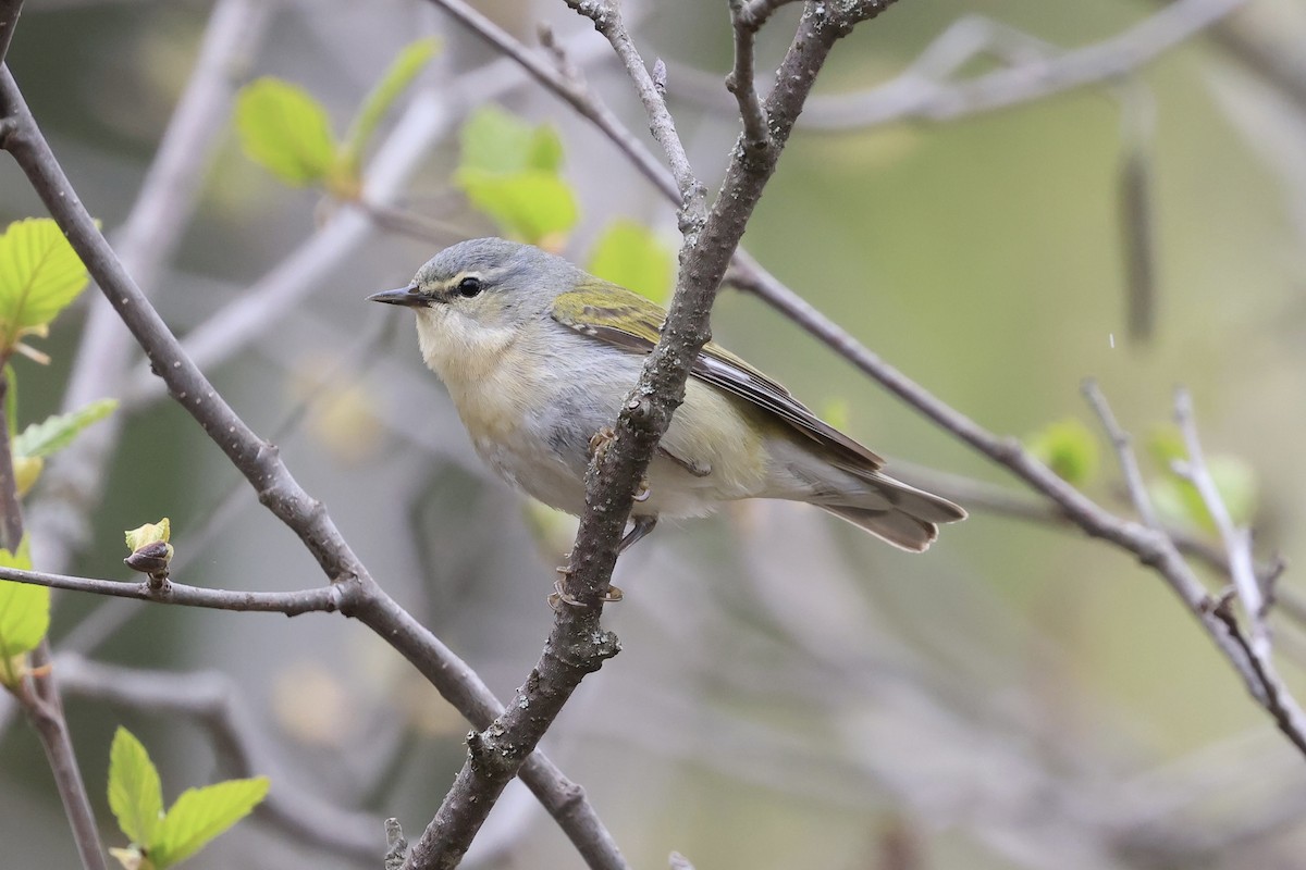 Tennessee Warbler - Jeff O’Neil