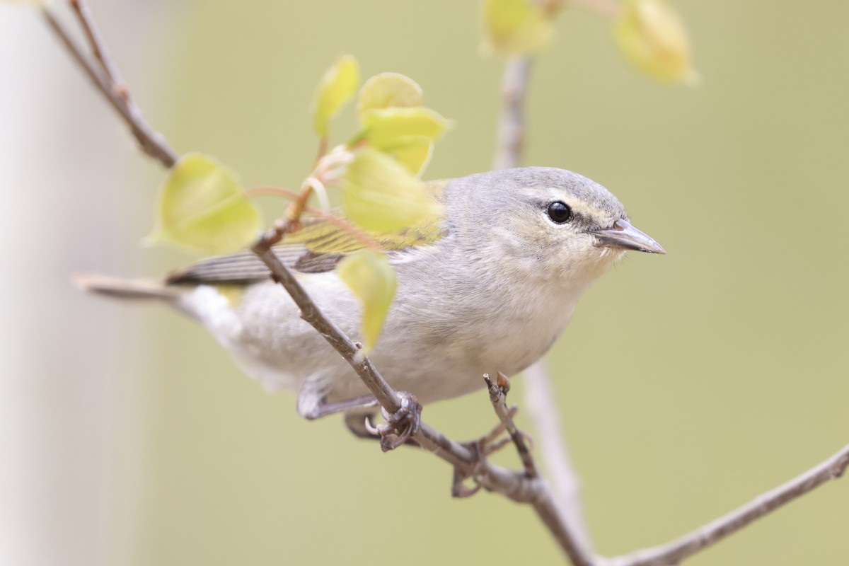 Tennessee Warbler - Jeff O’Neil