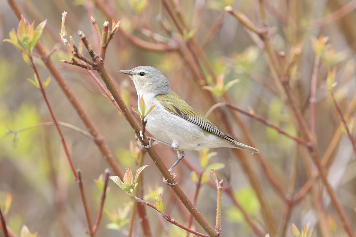 Tennessee Warbler - Jeff O’Neil