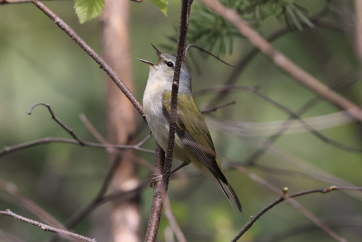 Tennessee Warbler - Jeff O’Neil