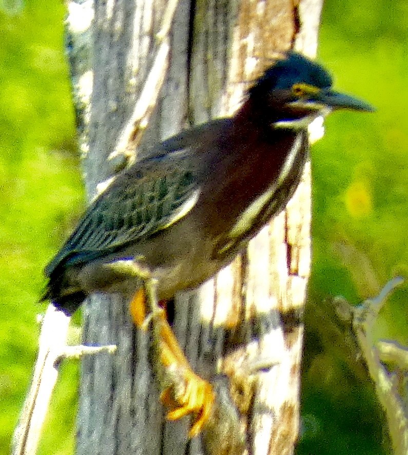 Green Heron - Connee Chandler