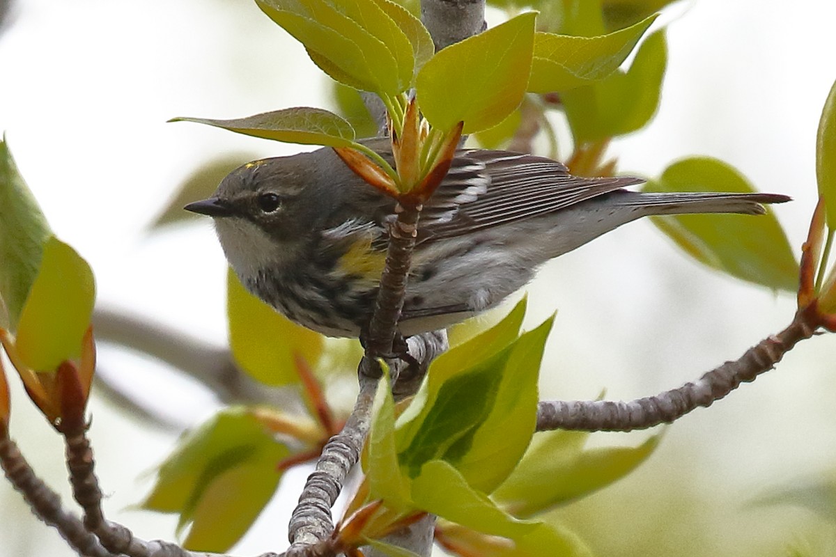 Yellow-rumped Warbler (Myrtle) - Douglas Faulder