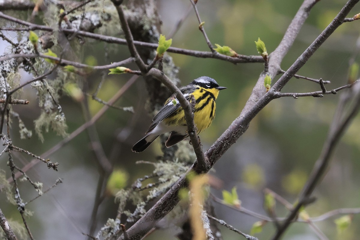 Magnolia Warbler - Jeff O’Neil