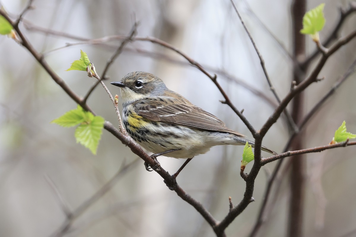 Yellow-rumped Warbler - Jeff O’Neil