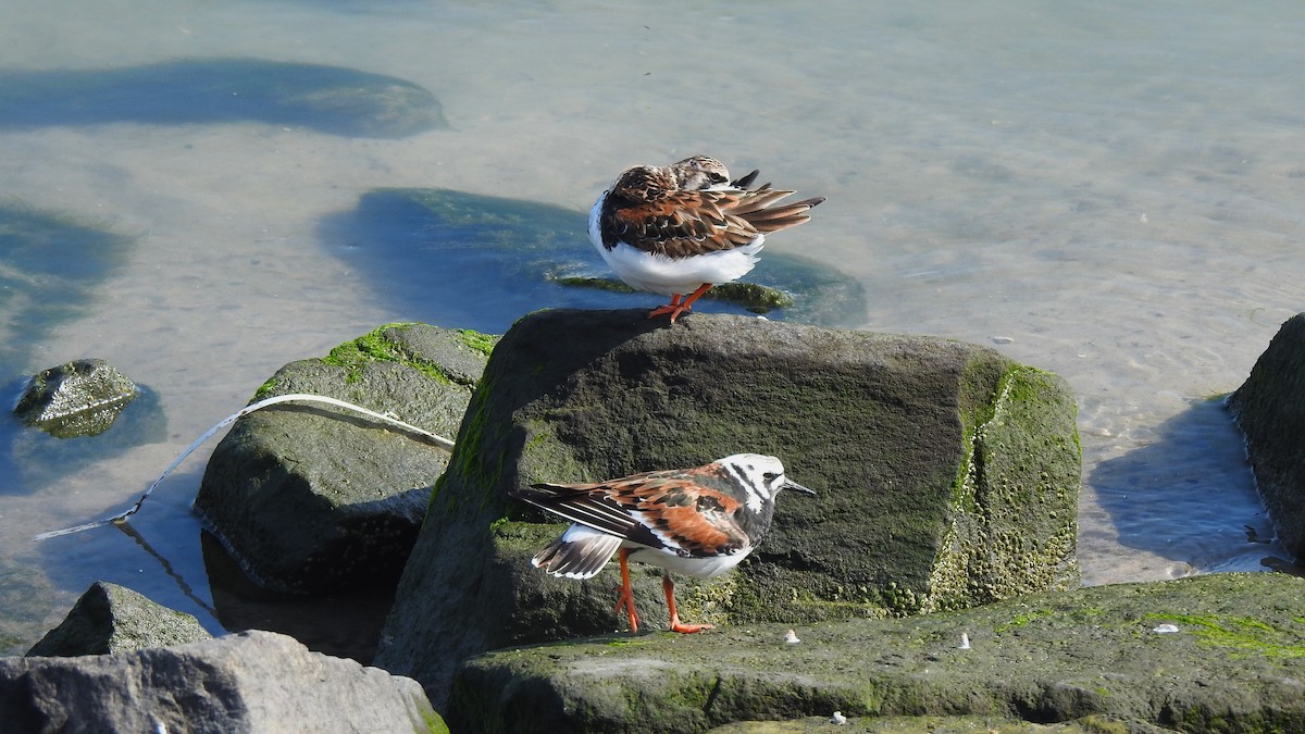 Ruddy Turnstone - Vincent Glasser