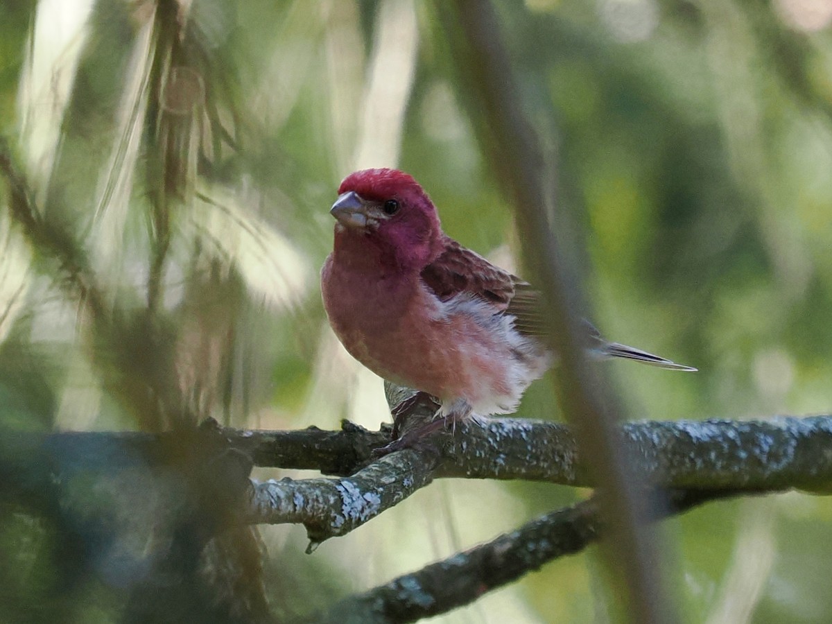 Purple Finch - Robert Rackliffe