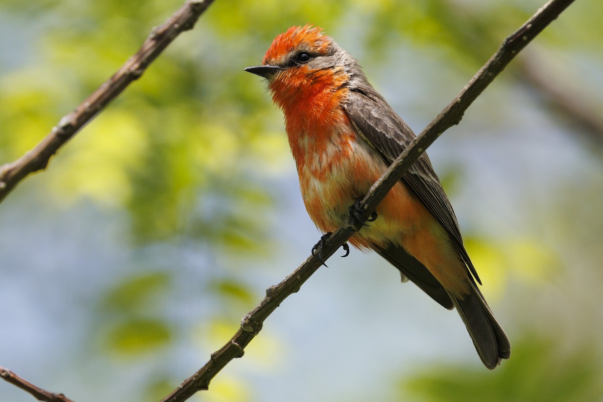 Vermilion Flycatcher - Tommy Quarles