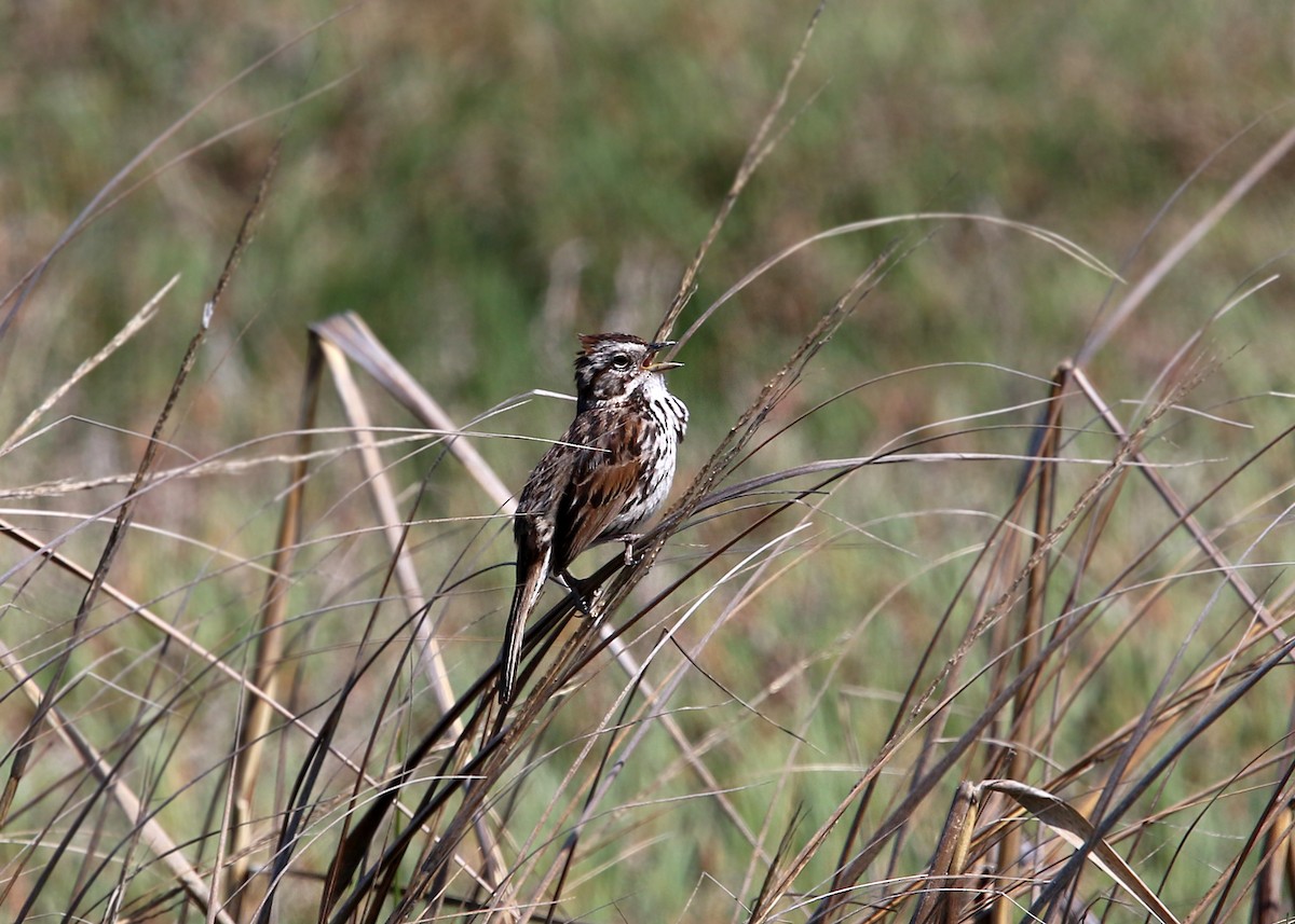 Song Sparrow - William Clark