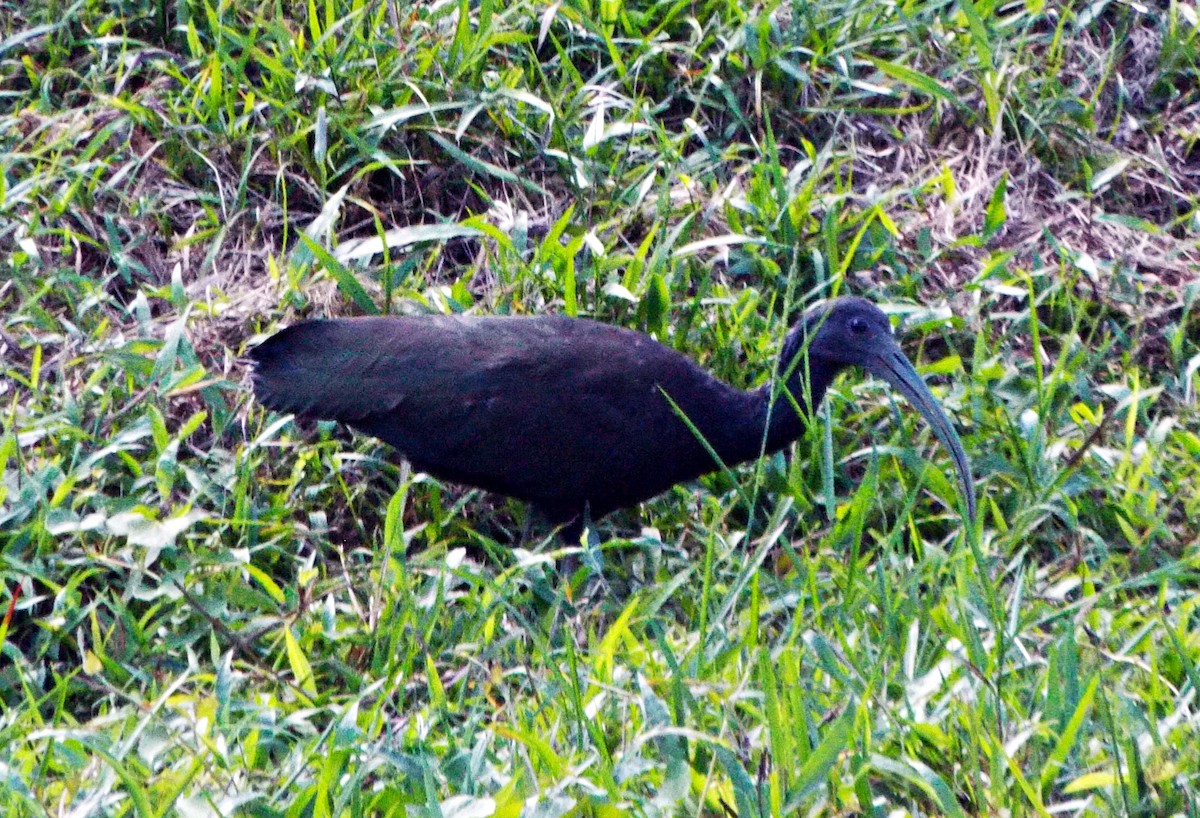 Green Ibis - ARNALDO SILVA