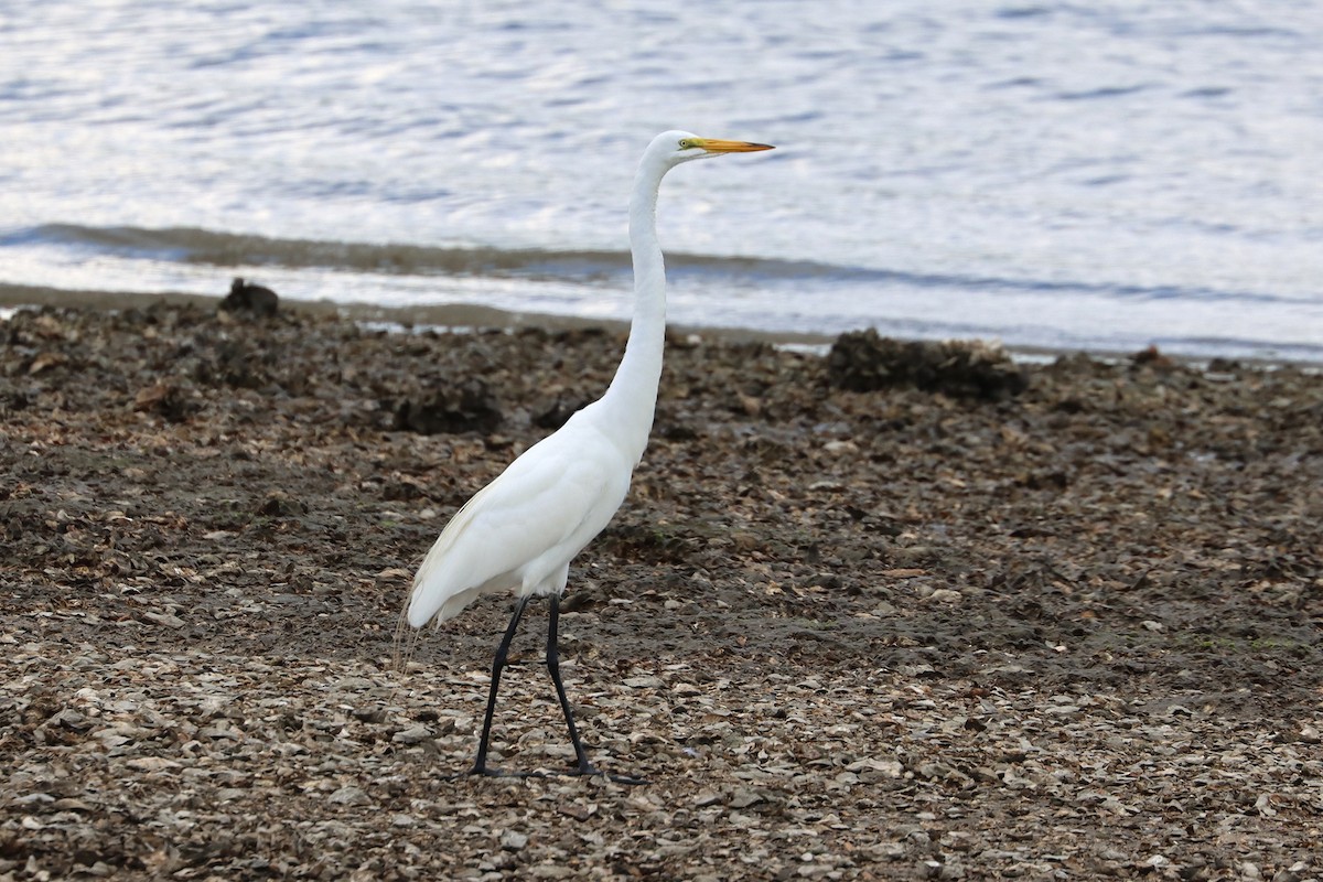 Great Egret - Colin Sumrall