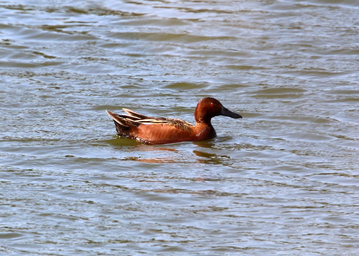 Cinnamon Teal - William Clark