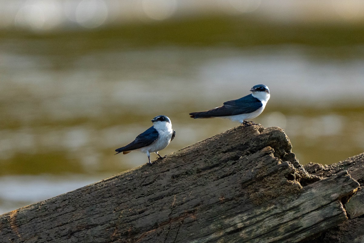 Mangrove Swallow - Marina Germain