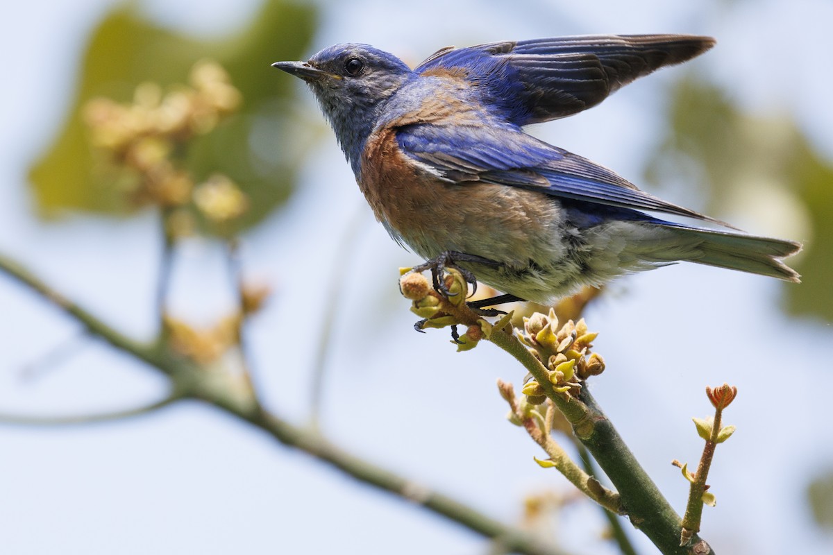 Western Bluebird - Tommy Quarles