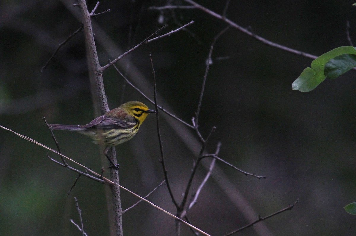 Prairie Warbler - naomi h