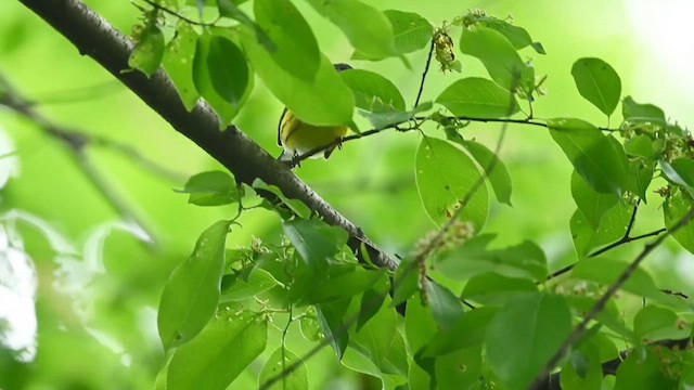 Magnolia Warbler - ML619421378