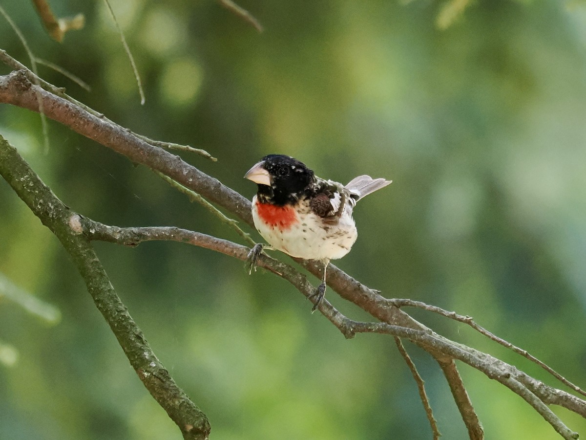 Rose-breasted Grosbeak - Robert Rackliffe