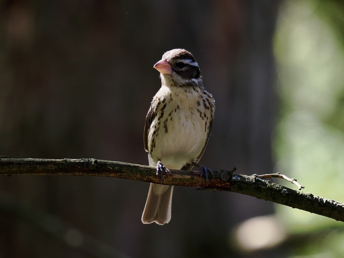 Rose-breasted Grosbeak - ML619421390