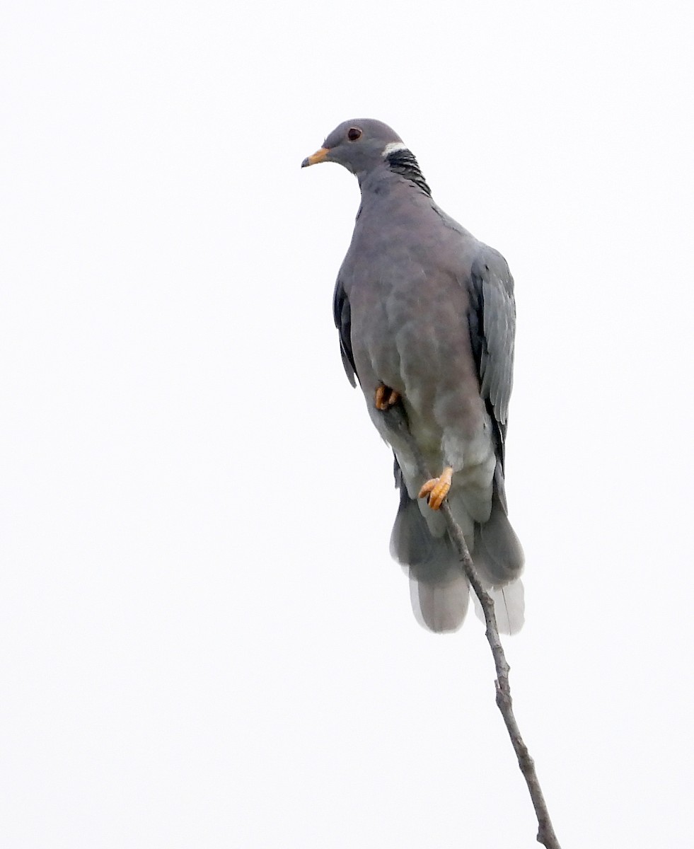 Band-tailed Pigeon - Norman Pillsbury