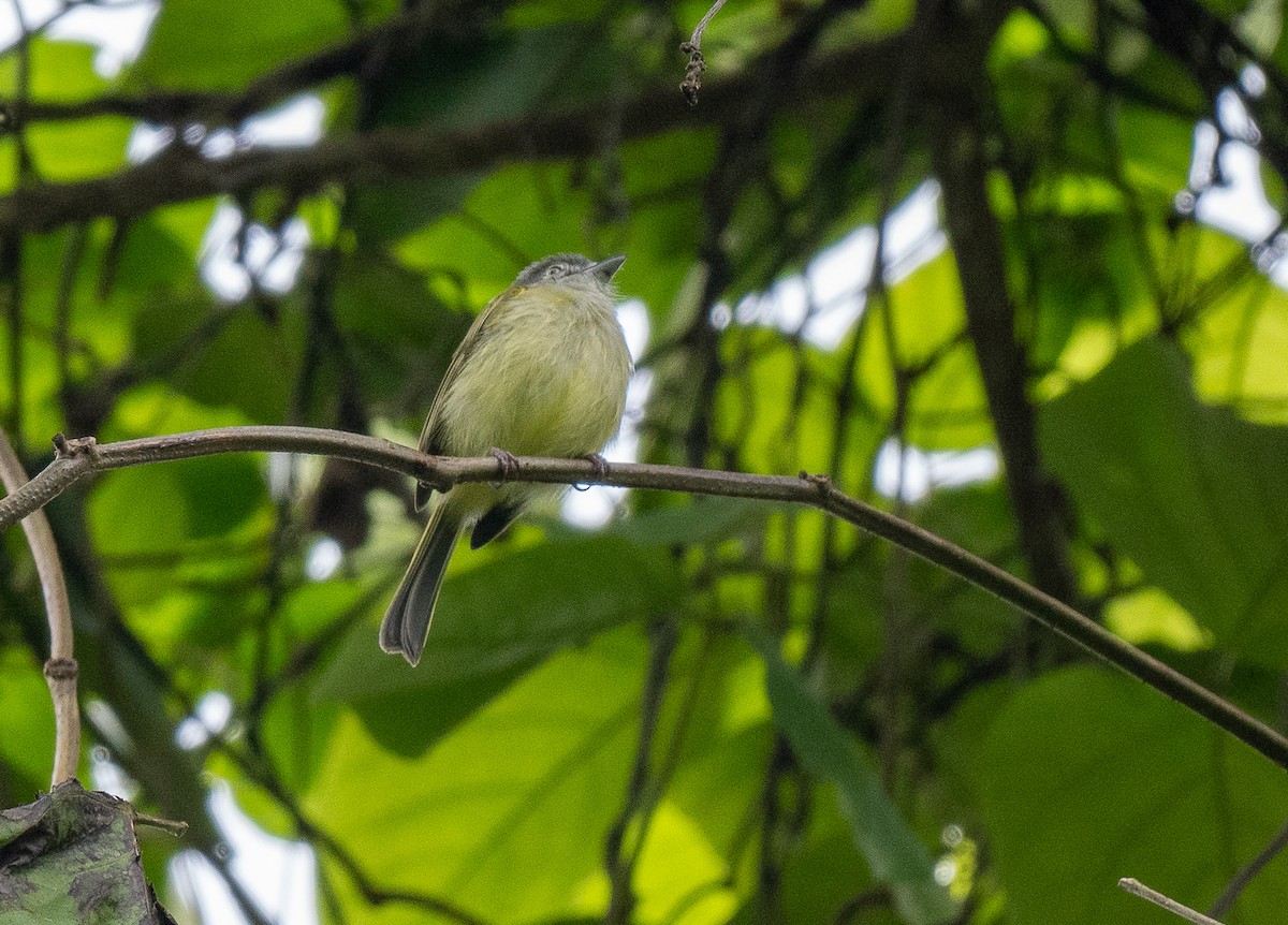 Yellow-winged Flatbill - Forest Botial-Jarvis