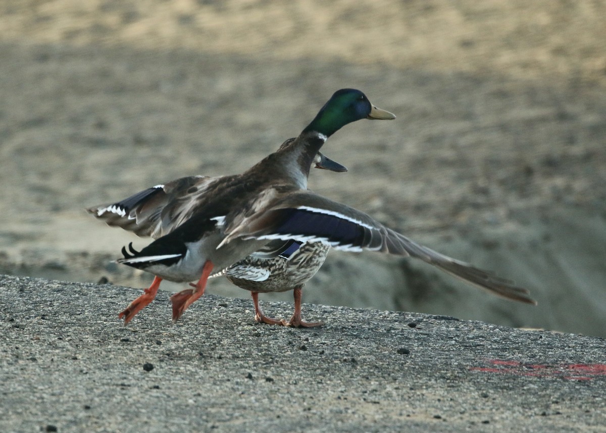 Mallard - Paul Saraceni