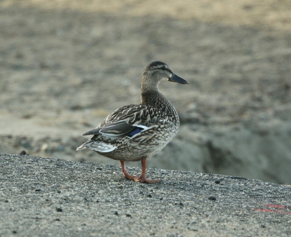 Mallard - Paul Saraceni