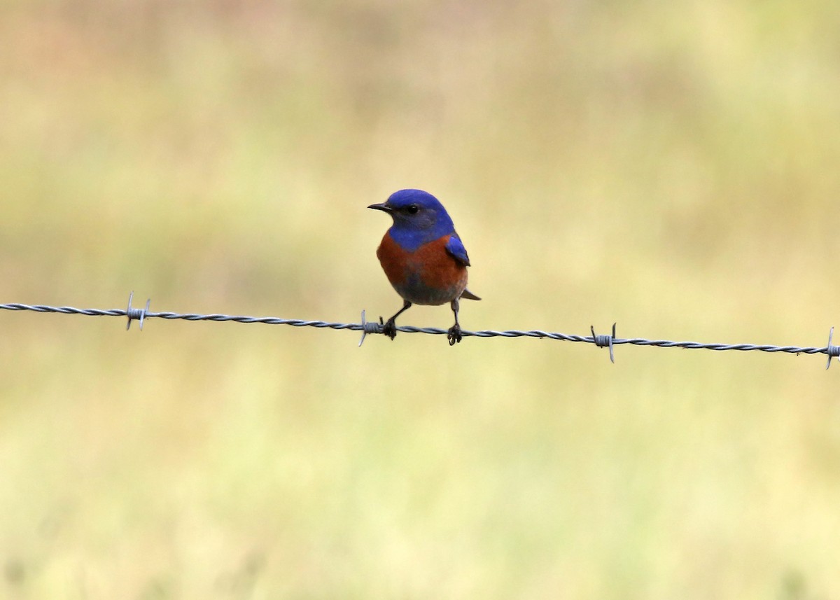 Western Bluebird - William Clark