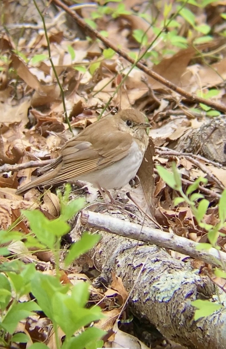 Veery - John Milauskas