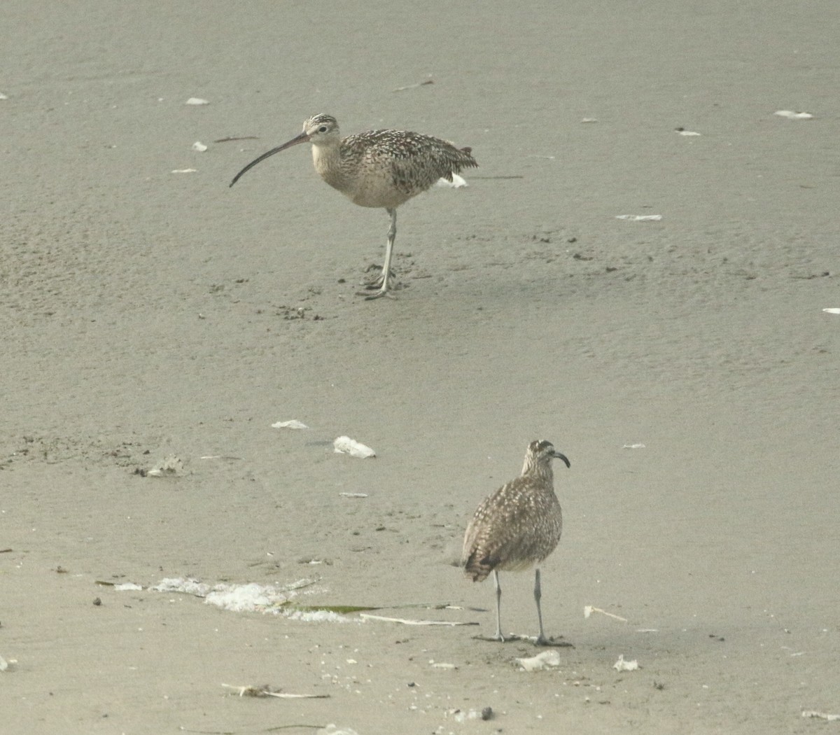 Long-billed Curlew - Paul Saraceni