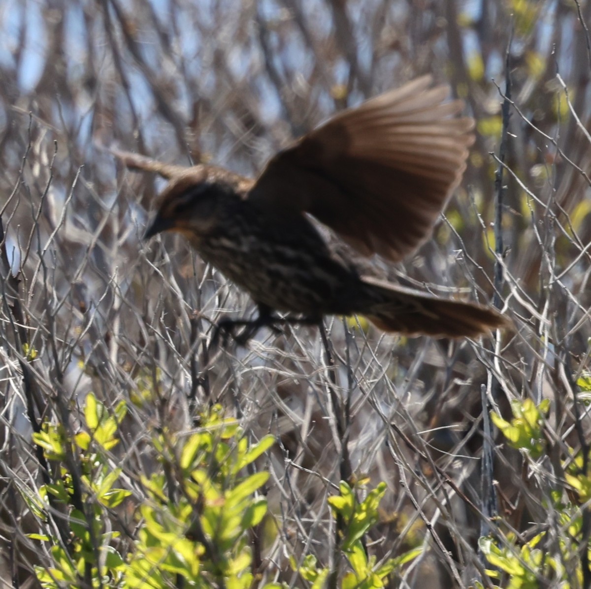 Red-winged Blackbird - burton balkind