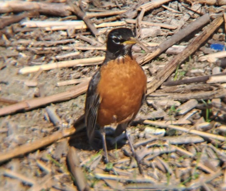 American Robin - Pierre Hendricks