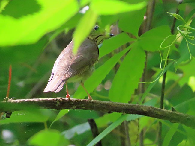Swainson's Thrush (Olive-backed) - Nancy Anderson