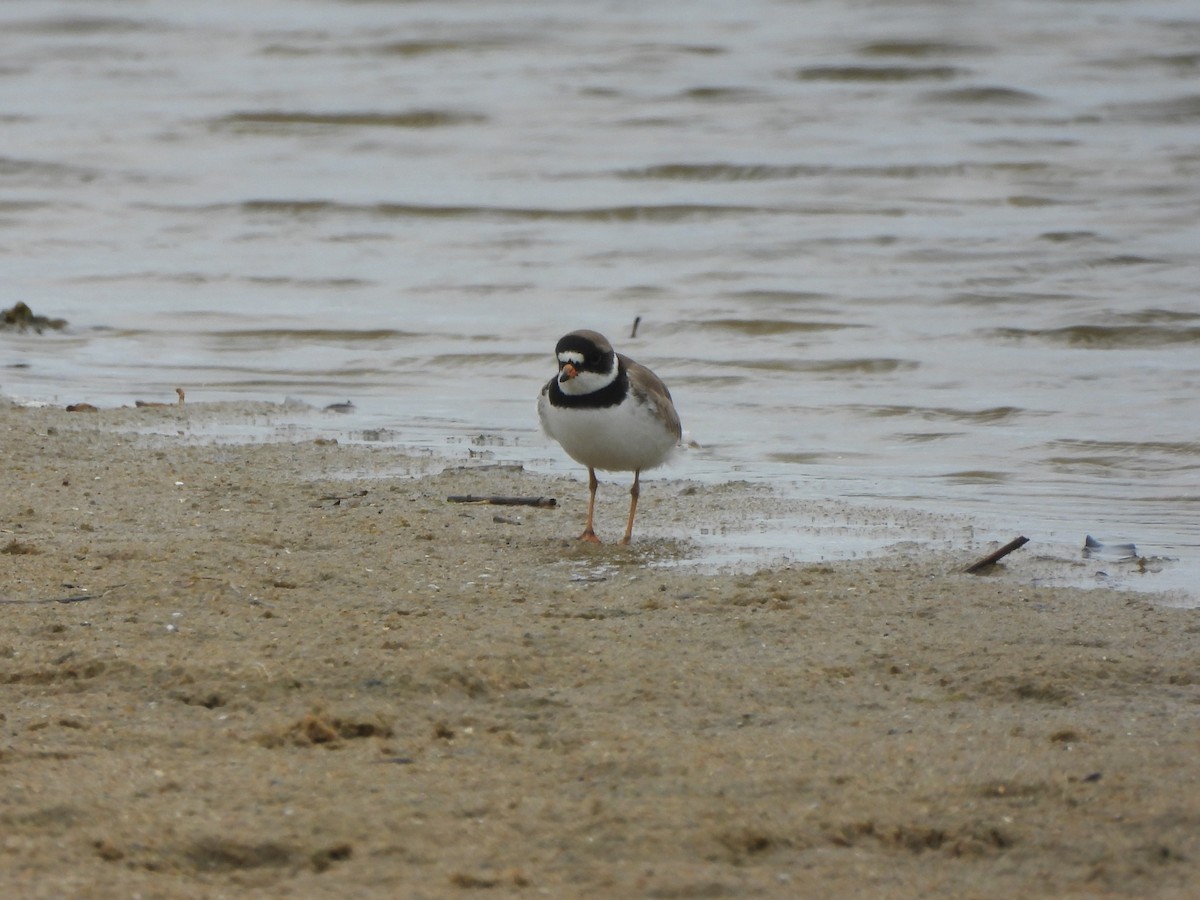 Semipalmated Plover - Tracee Fugate