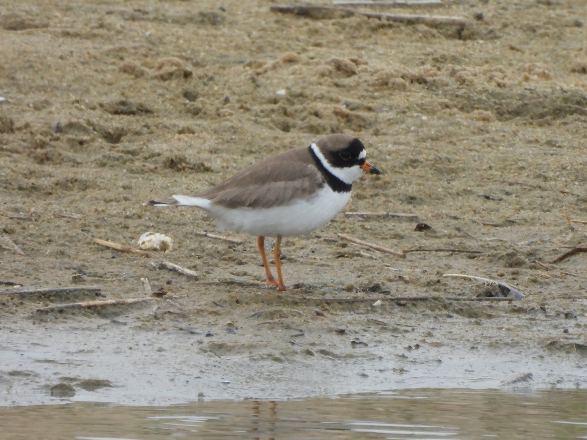 Semipalmated Plover - Tracee Fugate