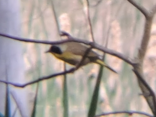 Common Yellowthroat - Pierre Hendricks