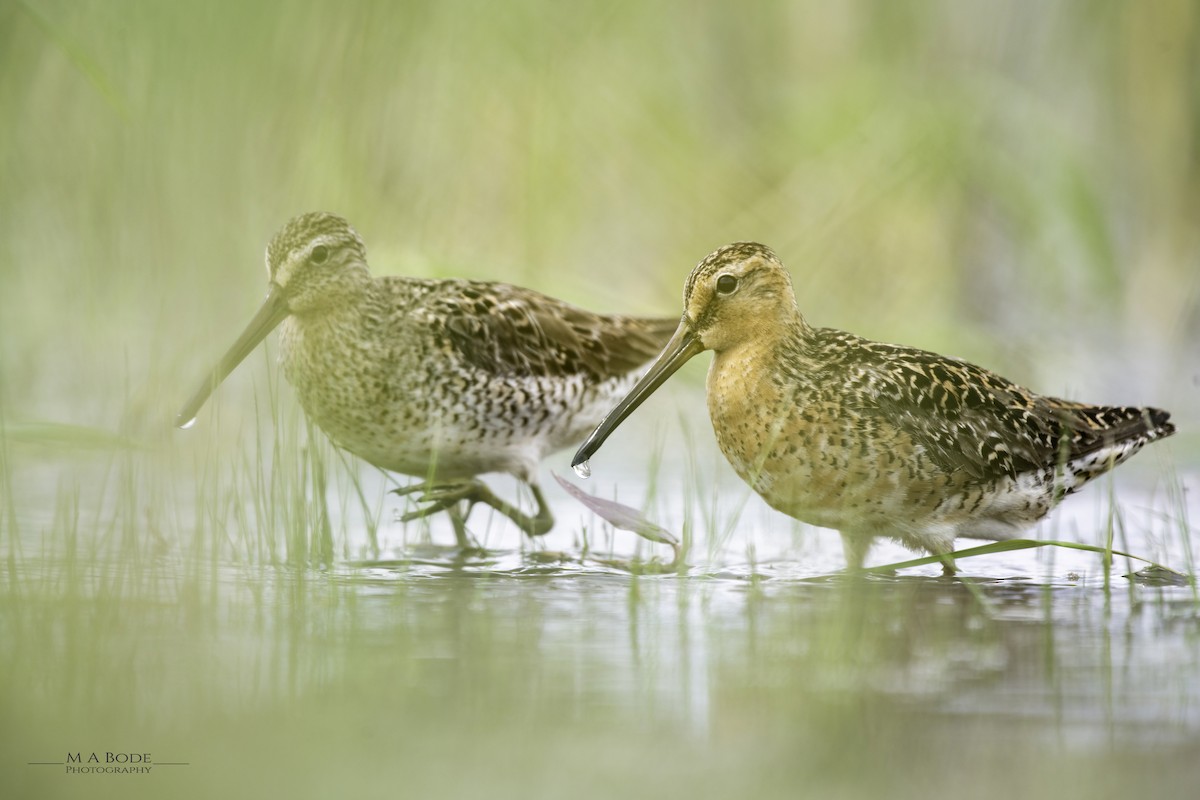 Short-billed Dowitcher - ML619421470