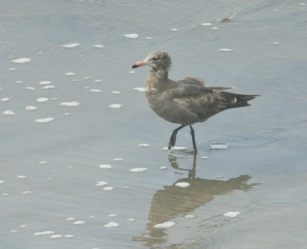 Heermann's Gull - Paul Saraceni