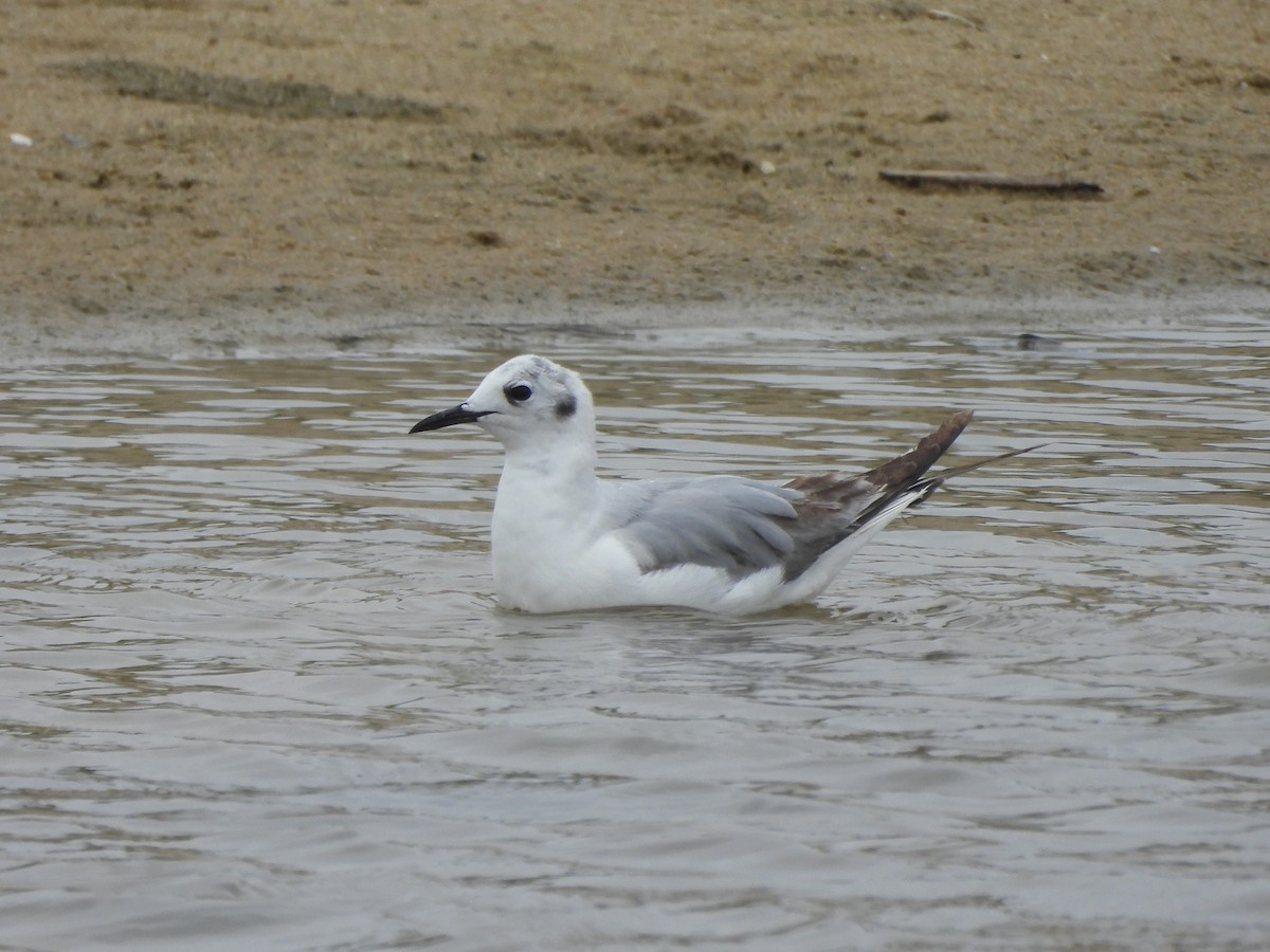 Bonaparte's Gull - Tracee Fugate