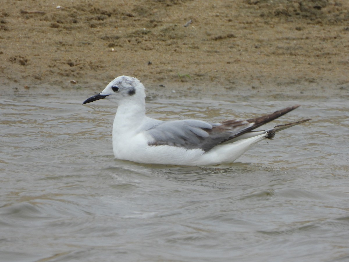 Bonaparte's Gull - Tracee Fugate