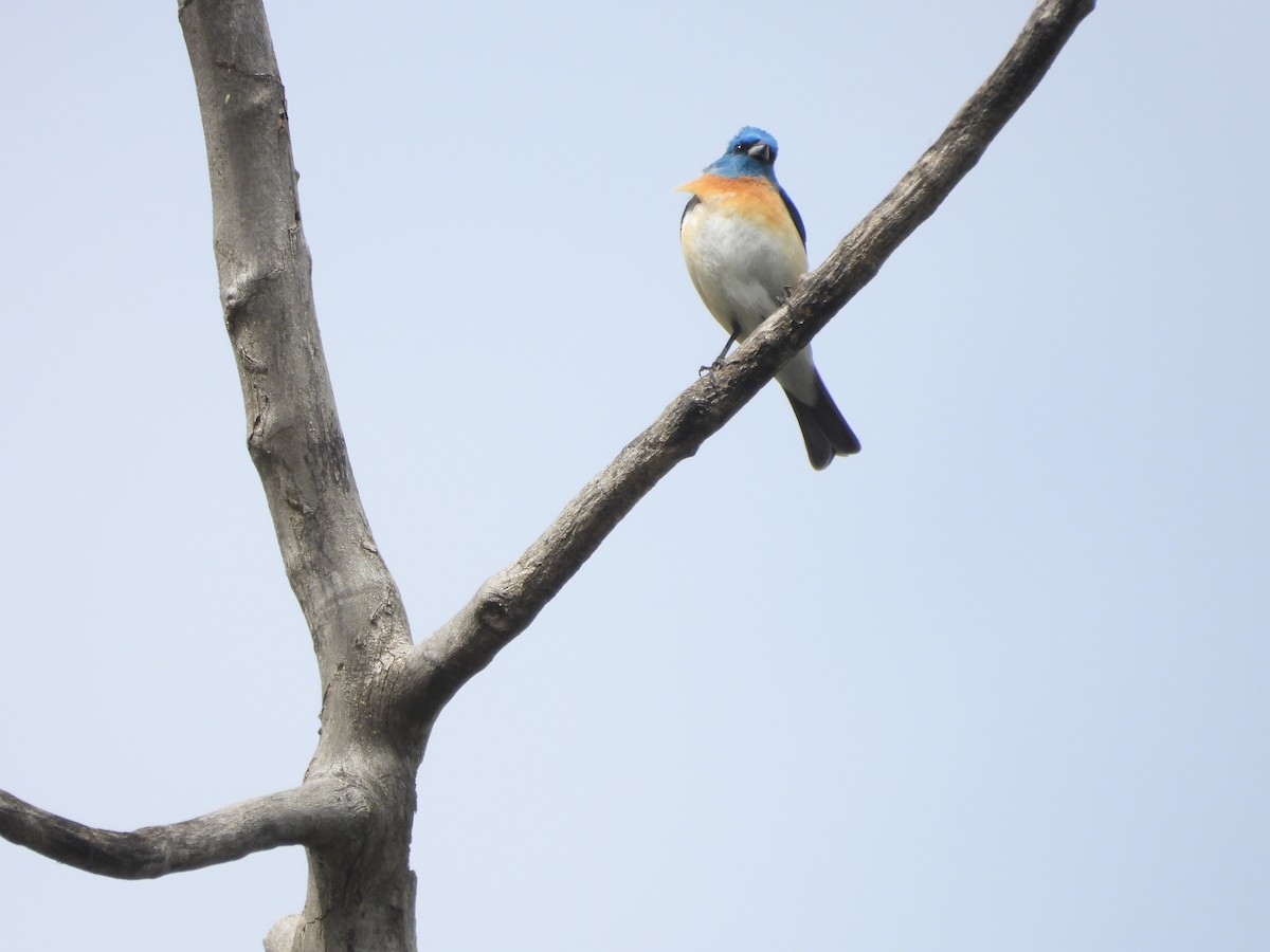 Lazuli Bunting - Suzy Wright