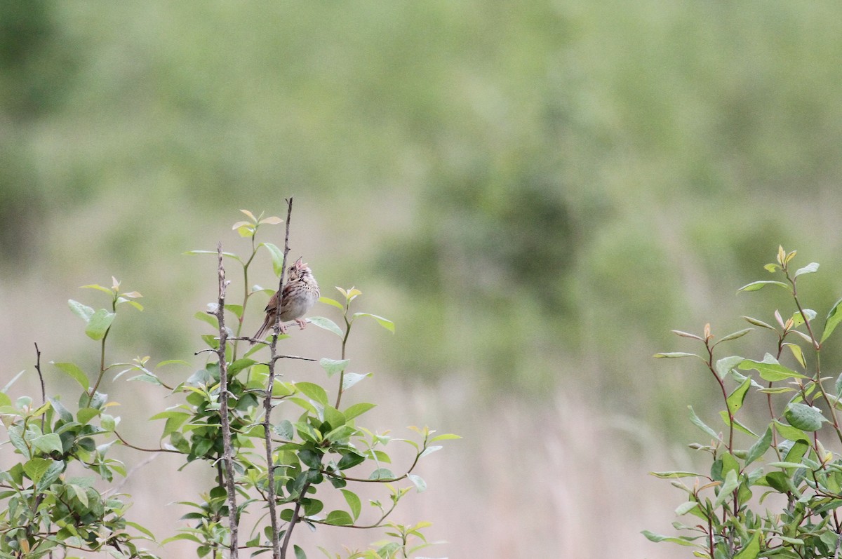 Henslow's Sparrow - naomi h